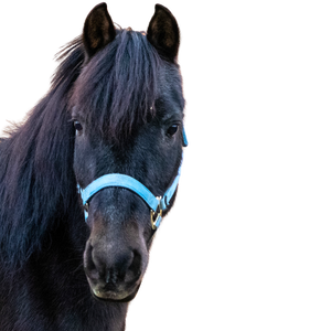 A black pony head with a blue halter.